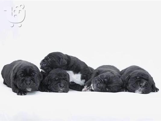 Maltese - Μαλτέζ καθαροαιμα Αθηνα-Θεσσαλονικη-Νησια dogsmania.gr 6979314054...